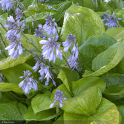 Hosta, Sum & Substance #1